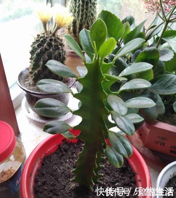 墨麒麟|虽然带“刺”,却是好宝贝,养在家中可以镇宅,能净化室内空气