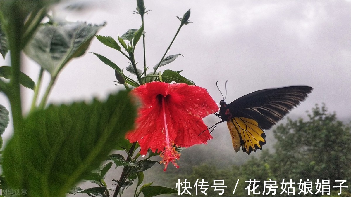 娟子|喜欢下雨天的 8种花，下雨扔外面，越淋雨生长越旺盛，开花越多