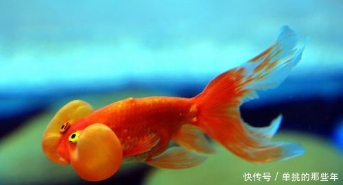 才能|金鱼要怎么养才能活的久一点