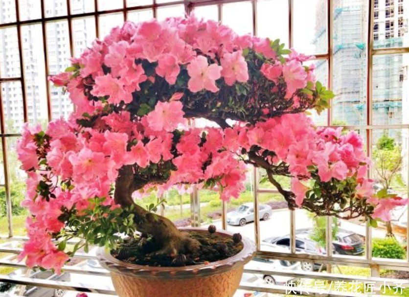 养花总烂根怎么办?预防是关键,做好这7点,想烂根都难