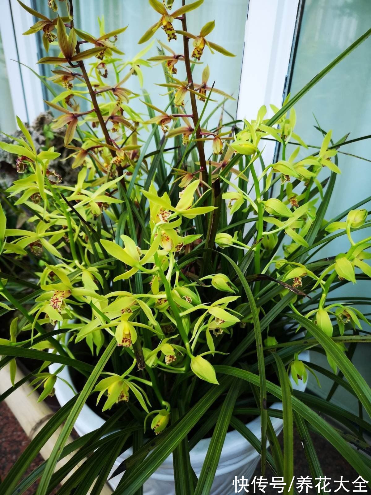 施肥|养兰花，4个误区不能进，千万别被忽悠