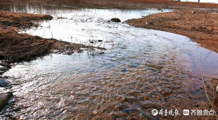 青岛大沽河湿地流水淙淙，水暖了，春来了！