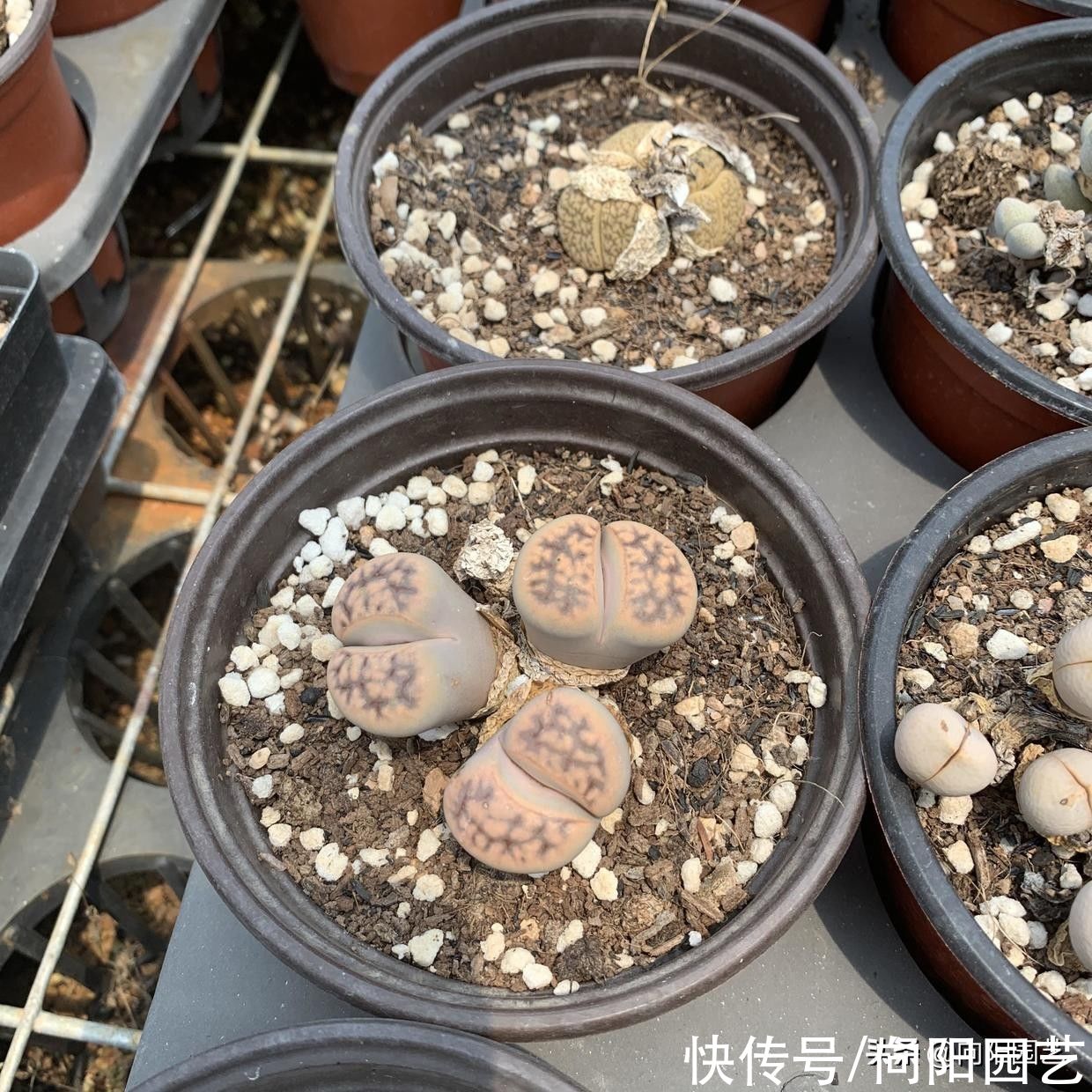 因素|番杏科多肉,养好它们,重点在配土,日照!2个因素缺一不可