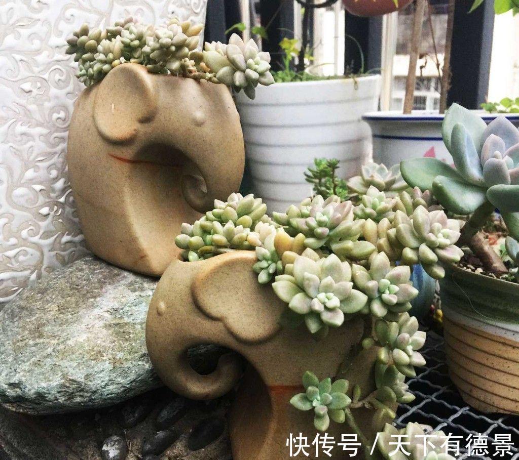 丸叶姬秋丽|2种很好养的多肉,很皮实很好活,颜色和形状都美,越养越多