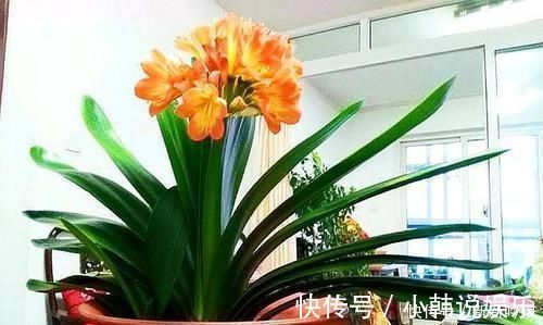 松树皮|一种“万能土”,养花的人抢着挖,养兰花、君子兰杠杠滴