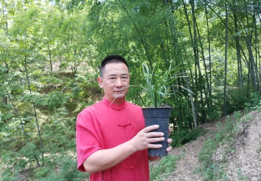 芦头|兰花易得茎腐病,和植料粗细有关?兰友:真正的原因只有3条