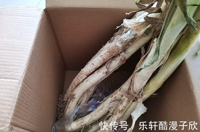 大葱保存，别直接放地上，教你一招，放一个月不空心不干瘪