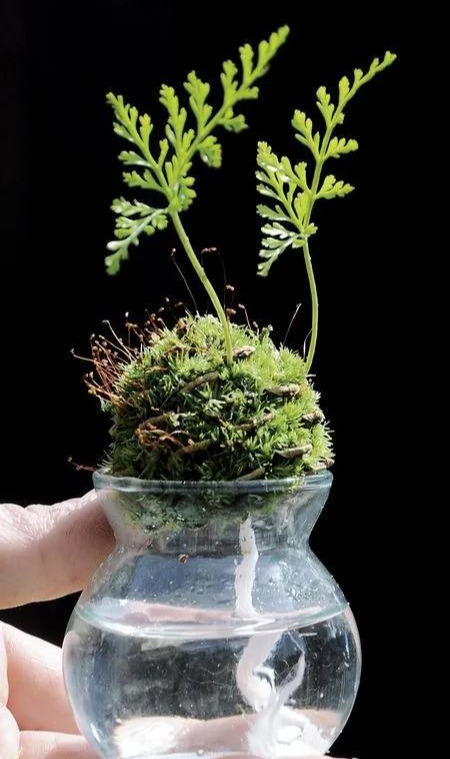 室内绿植种花不用盆,揉一个小球吊起来就让家里美翻