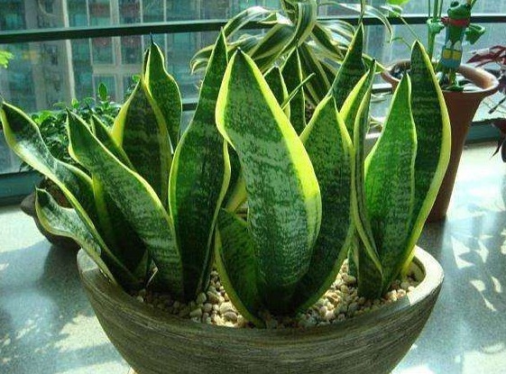 喜欢养花,不如养盆茶花,叶子青翠,花儿娇小艳丽,美爆了