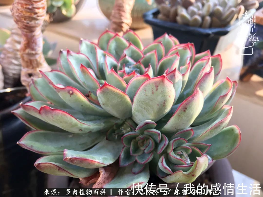 养多肉的路上患得患失,却依然如最初般热爱!