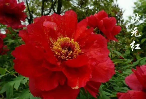 喜欢牡丹花，却一不小心买到芍药！附牡丹花品种图鉴大全