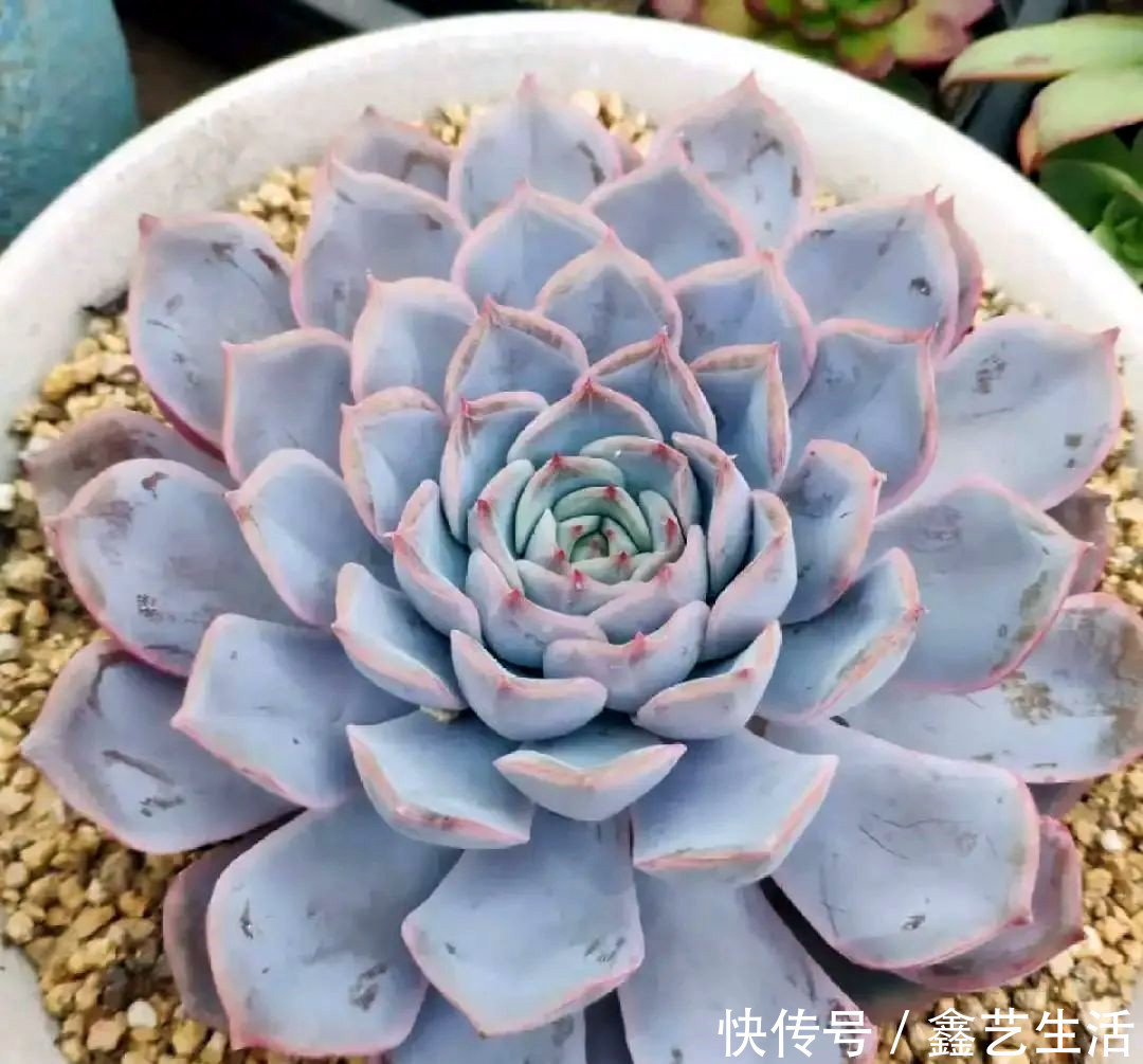 越虐越长疯,3周胖到爆炸的多肉控养大法,不轻易外传