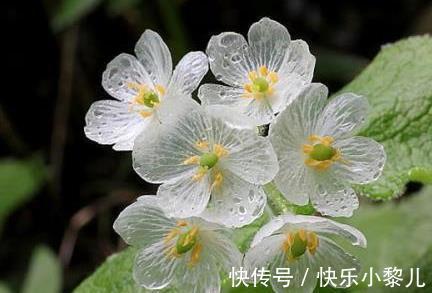 生肖羊|生肖羊:2022年财势好,事业收入节节高升,日子财源滚滚来