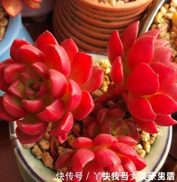 花友|原来可以把蒂亚“虐”这么红，4点掌握了，你养的蒂亚一样红！