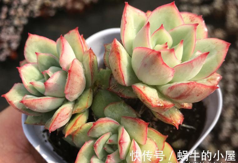 养肉路上处处坑，加州女王居然是这种多肉，不了解就掉坑里了