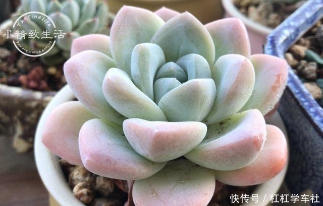 施肥|养多肉要会控水，注意6点，1个小技巧，肉肉不用施肥也很胖！