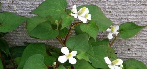 吸烟|肺部“清道夫”找到了！经常吃一点，润肺解毒，或能远离肺病