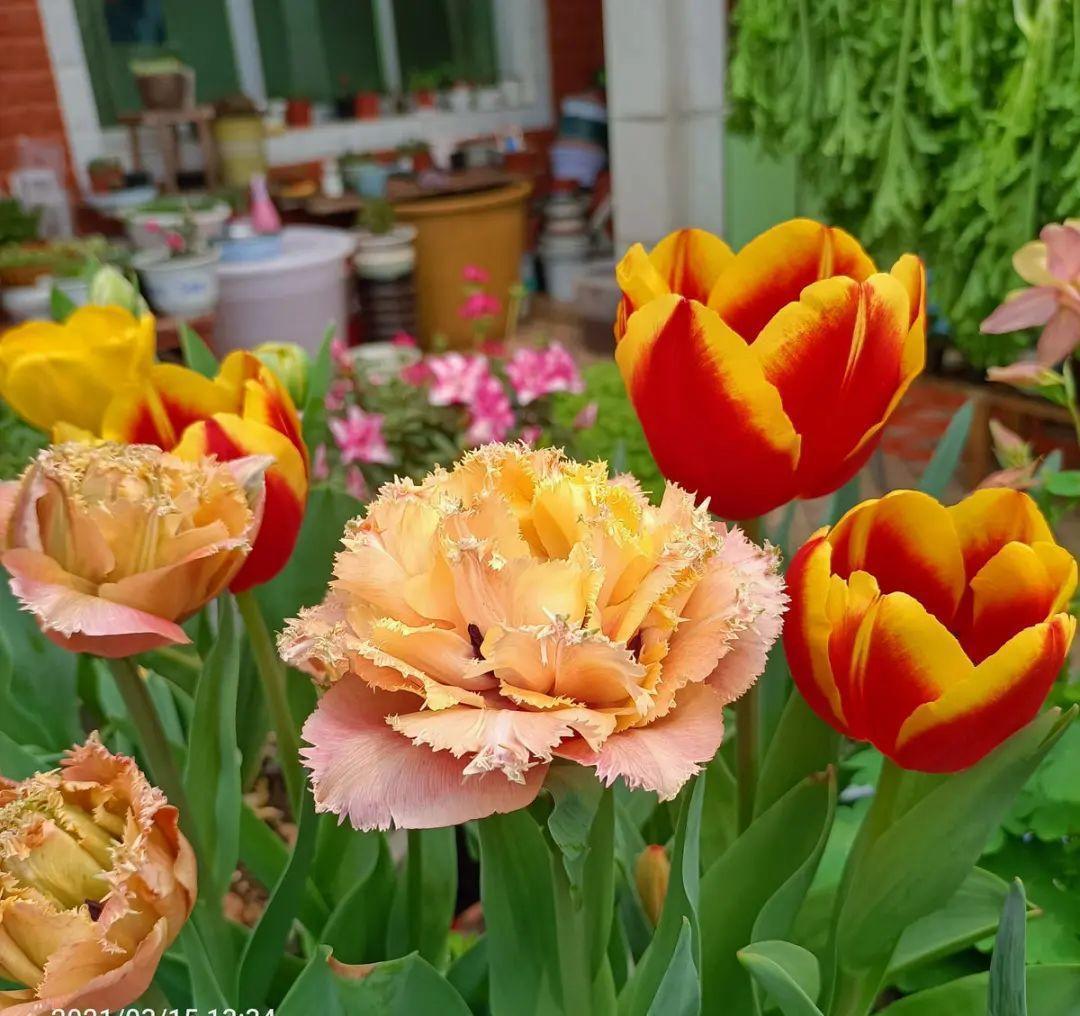 秋天|秋天必养的11种花，冬天特别耐寒，南北方都能养