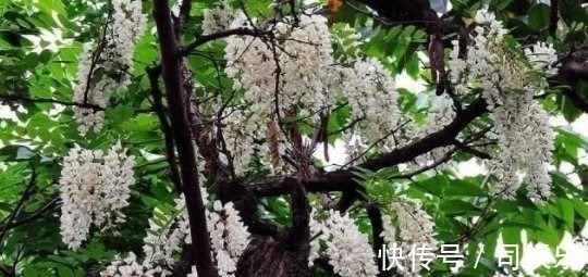 槐树|乡下一种树浑身是宝,一斤花朵20块,营养价值丰富,价值珍贵