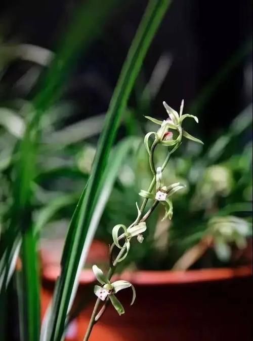 你觉得兰花怎么样？