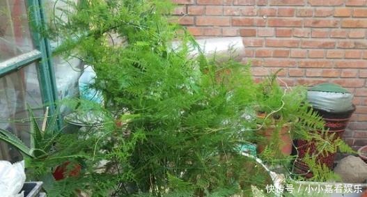 阳光的花卉|最怕“晒”的3种花,光照稍大就黄叶,养在“客厅”反而更旺盛!