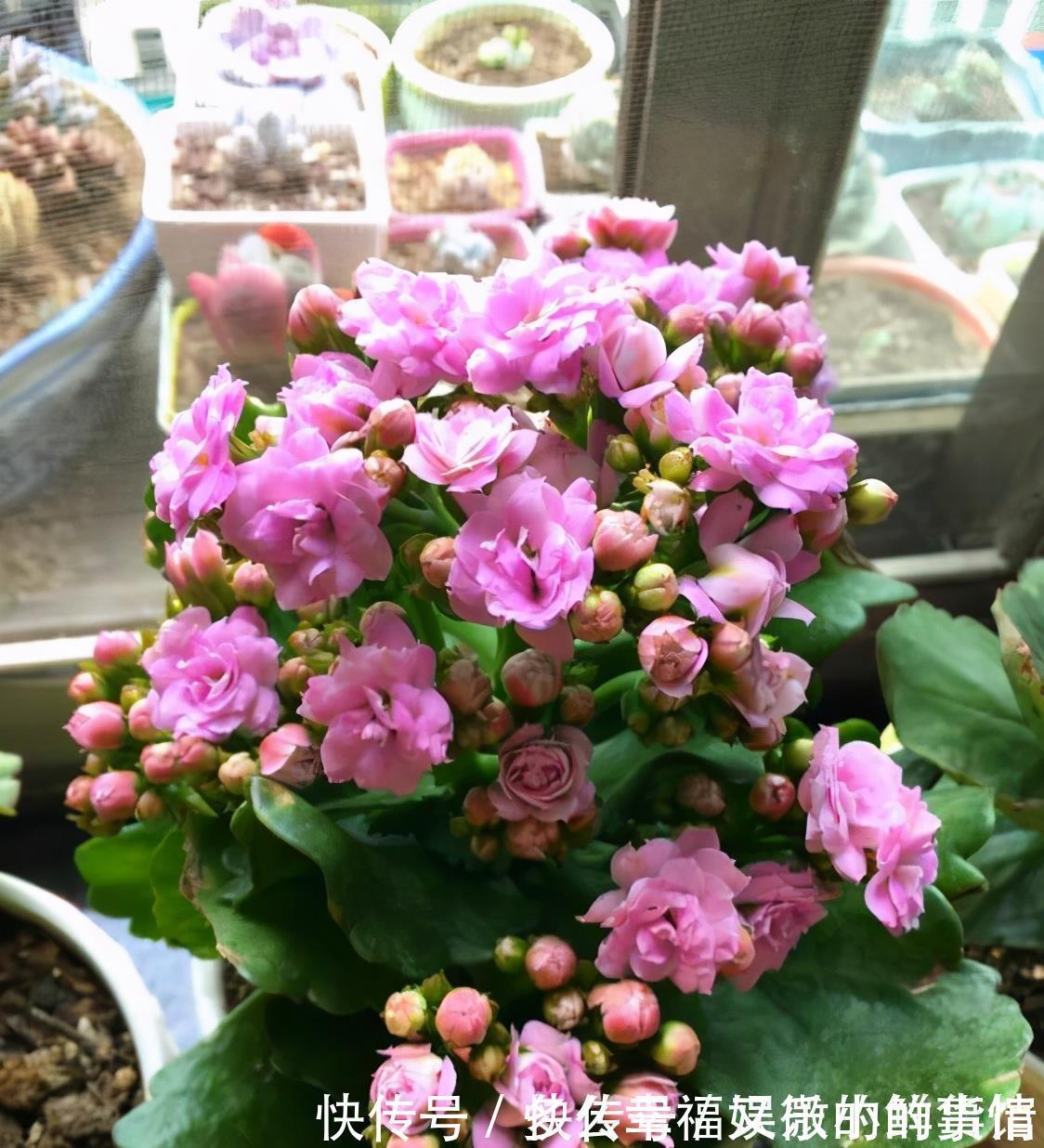 3种“养不死”的花，适合新手，不只是好养，关键很漂亮