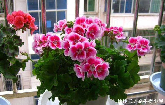 开花|天竺葵冬季想要开花,现在给它做“4步”,花苞蹭蹭冒出来