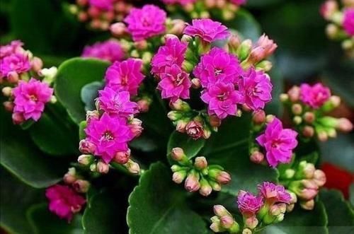 蟹爪兰|3种花很便宜，十元买一盆，开花漂亮又好养