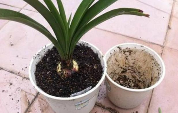 花友|如何给花卉换盆土?不忽略此6个“细节”才算不白忙