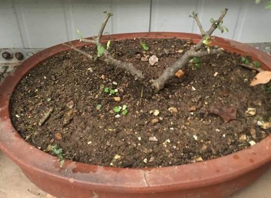 茉莉花开花少,这不是问题,教你几招,花枝都是花苞