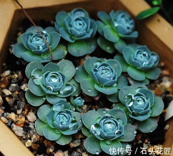 皮实|多肉养1盆死1盆,推荐5个“皮实”品种,一养就爆盆