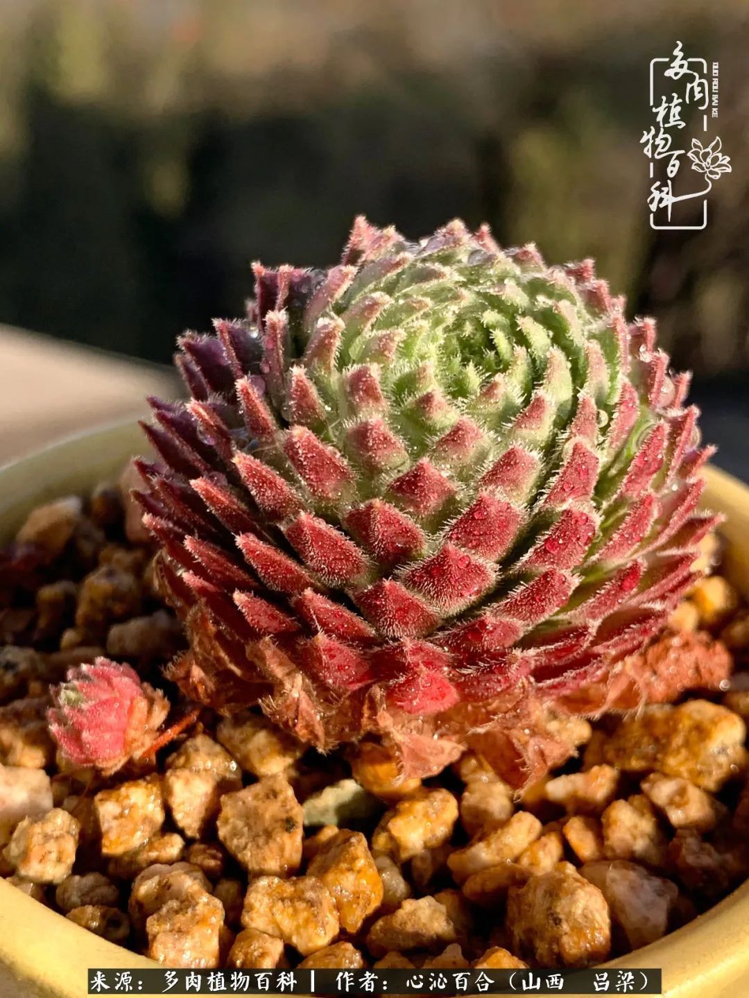 夏季的多肉,绿色才是主色调!努力呵护,期待绽放的那一刻!