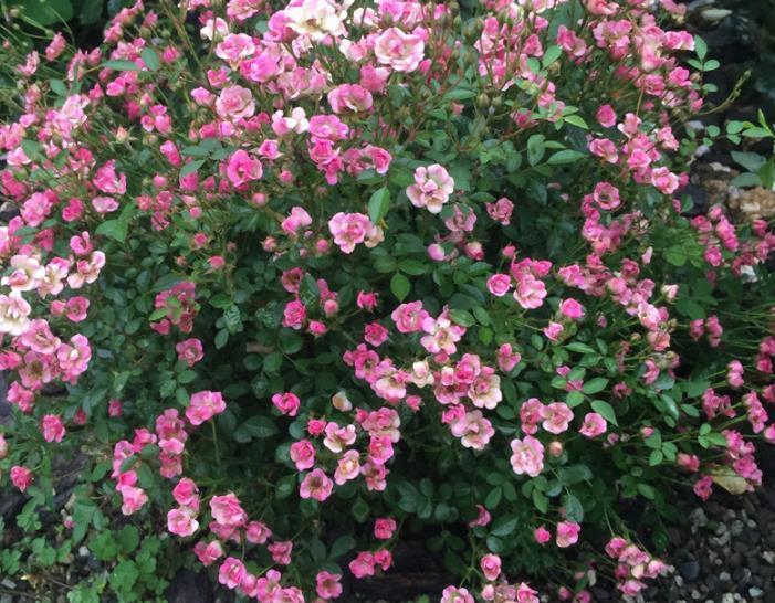 植株不过30公分,多季节重复开花,网红“超微月季”是啥品种?