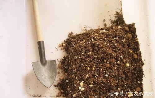 肉肉|肉肉养肥4步法