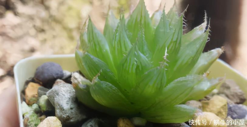 光照|养多肉安全度夏该注意的地方