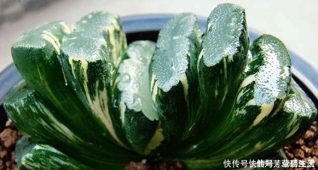 多肉|这个小盆栽居然卖600多万,快看看你家有没有!