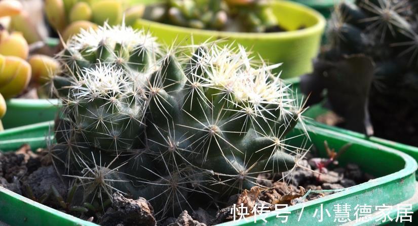 浇灌|建议新人制作果皮水养花，肥效温和持久，原材料好筹集