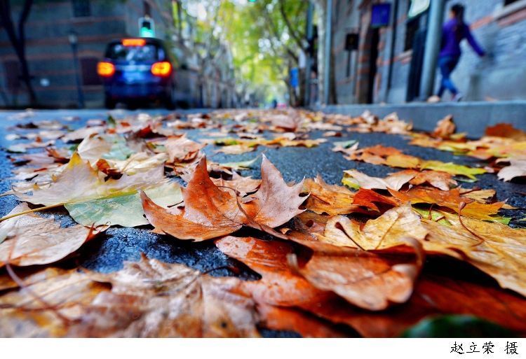 力量|今日秋分桂树婆娑影,天香满世间,在丰收的喜悦中汲取勇往直前的力量