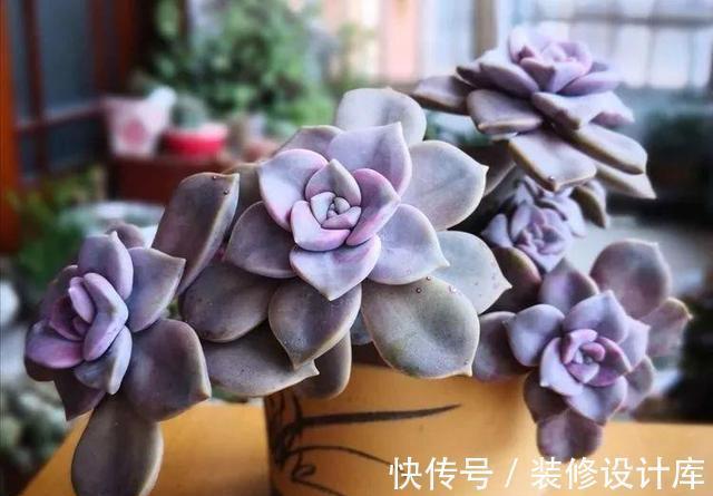 咕噜|这“三多肉”不怕热,三伏天正常“补水施肥”,咕噜冒崽挤满盆