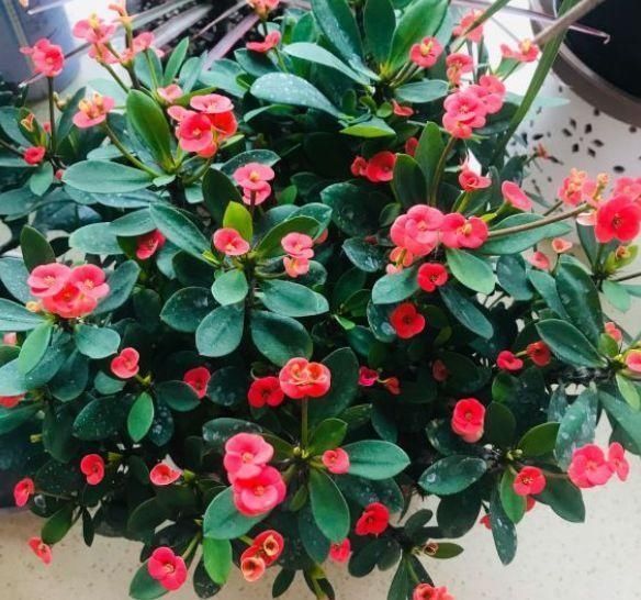 光照|1种“霸气”花,只要有太阳,天天能开花,掌握方法太好养