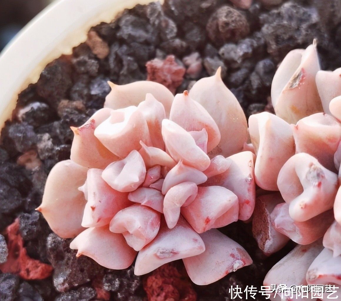 多肉植物|为什么多肉这么难养？总是养不活？经验很重要，多学，多看