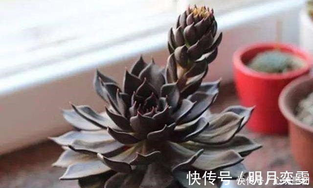 叶色|深色系的冷门多肉植物巧克力方砖,养出状态其实挺好看!