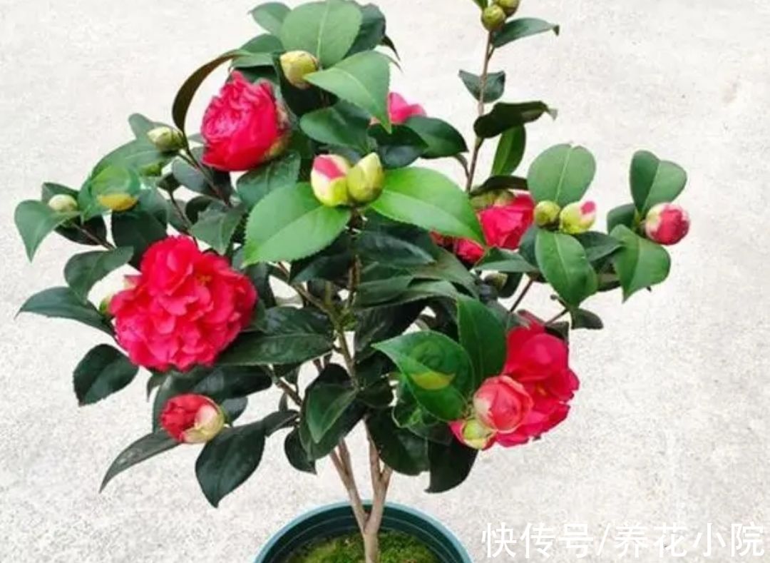 茶花|7种漂亮花，好看不好养，没有经验别花冤枉钱