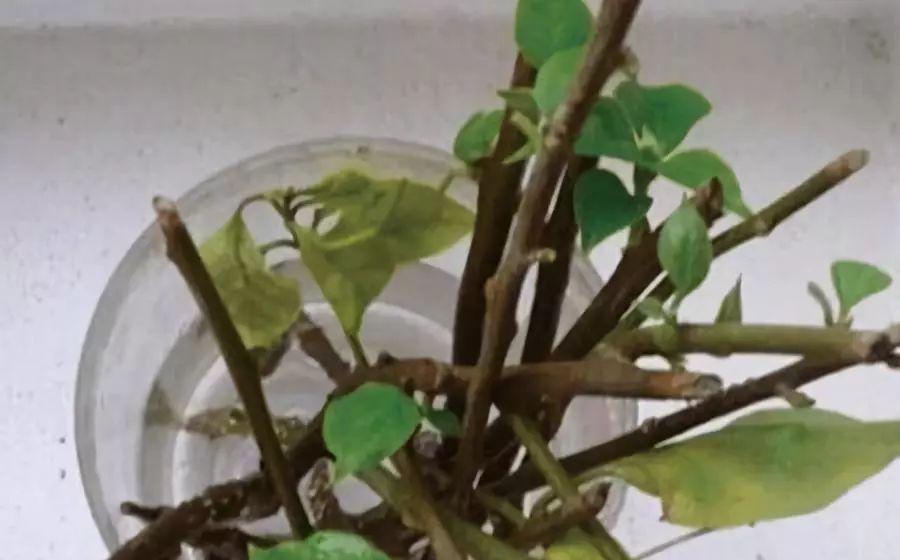 拿它一捂，长寿蟹爪兰嗖嗖冒花苞，多肉呼呼胖三圈