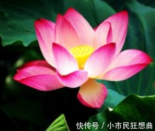 心灵鸡汤|7月中旬，喜上眉梢，花开枝头，4属相吉星加身，福气满满