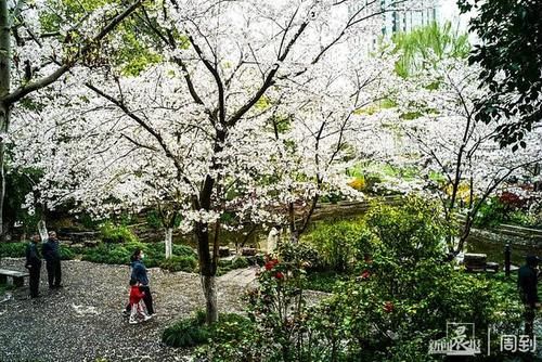 晨镜头|又是一年樱花季，赶紧来鲁迅公园邂逅一场樱花雨 | a5200