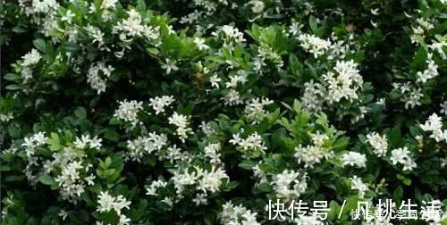 桂花|此花香味“超”桂花，花开200天以上，“沾土”就能活，比茉莉花还好闻