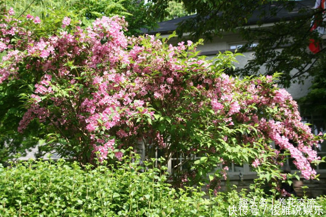 极其耐寒的锦带花，在东北和西北寒冷的地方能养很好，花开特旺盛