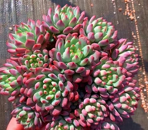 光照|5月种下这几种多肉,皮实好养不怕热,35摄氏度照样生机勃勃