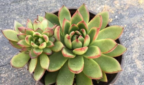 4月末，养殖多肉莫错过最后的换盆时机，操作得当1周就服盆